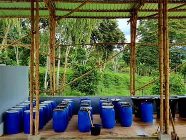Colombia Elkin Guzman — Washed | Pink Champagne - Dessert Oasis Coffee Roasters