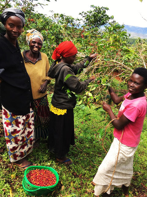 Rwanda Ejo Heza (2025) | Washed · Red Grapefruit, Peach & Cherry Blossom