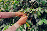 Colombia Agua De Dios — Washed | Sugarcane Decaf - Dessert Oasis Coffee Roasters