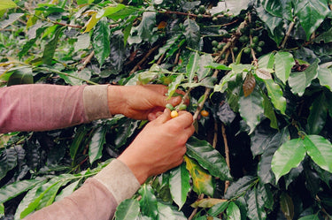 Colombia Agua De Dios — Washed | Sugarcane Decaf - Dessert Oasis Coffee Roasters