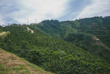 Colombia Las Nubes | Caturra Washed - Dessert Oasis Coffee Roasters