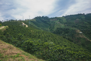 Colombia Las Nubes | Caturra Washed - Dessert Oasis Coffee Roasters