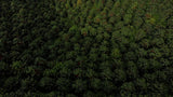 Colombia Las Nubes | Caturra Washed - Dessert Oasis Coffee Roasters