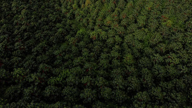 Colombia Las Nubes | Caturra Washed - Dessert Oasis Coffee Roasters