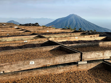 El Salvador Los Pirineos | Black Honey - Dessert Oasis Coffee Roasters