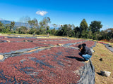 Honduras Jocsan Otoniel — Natural | Solar Dryer - Dessert Oasis Coffee Roasters