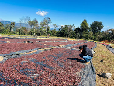Honduras Jocsan Otoniel — Natural | Solar Dryer - Dessert Oasis Coffee Roasters