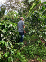 Honduras Jocsan Otoniel — Natural | Solar Dryer - Dessert Oasis Coffee Roasters