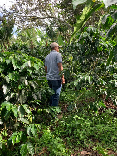 Honduras Jocsan Otoniel — Natural | Solar Dryer - Dessert Oasis Coffee Roasters