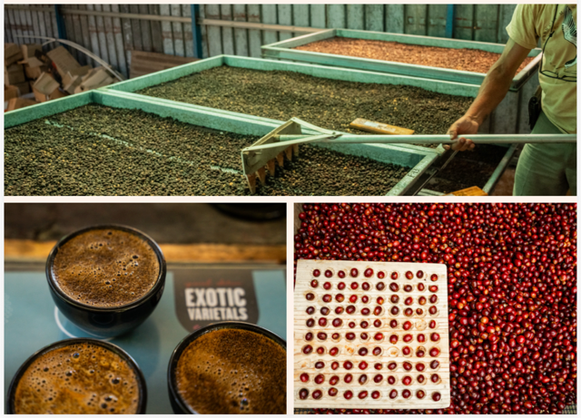 Panama Los Pozos | Dynamic Cherry Geisha