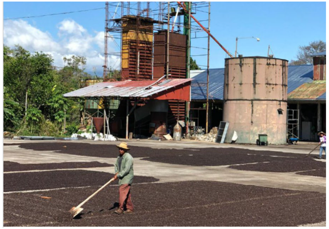 Panama Los Pozos | Dynamic Cherry Geisha