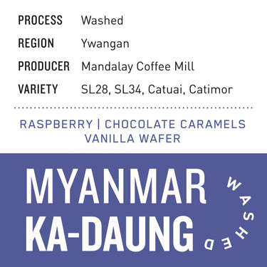 Myanmar Ka - Daung | Washed - Dessert Oasis Coffee Roasters